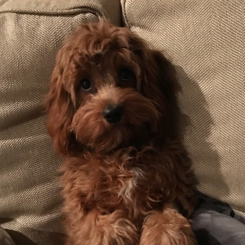 Meet your Posher, Kate